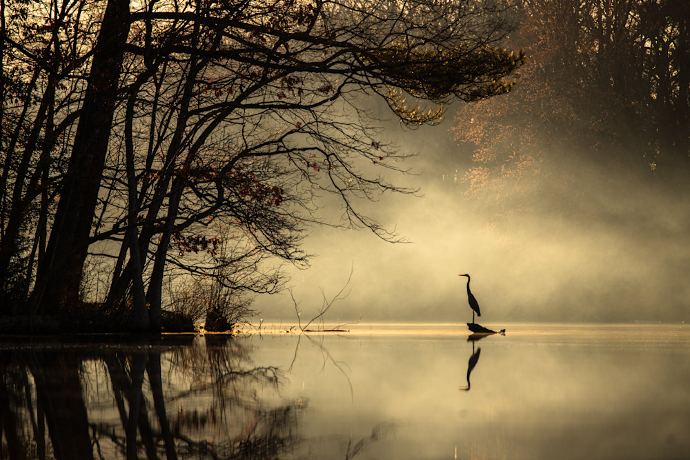 Mist And Heron Photography Art | Silver Sun Photography