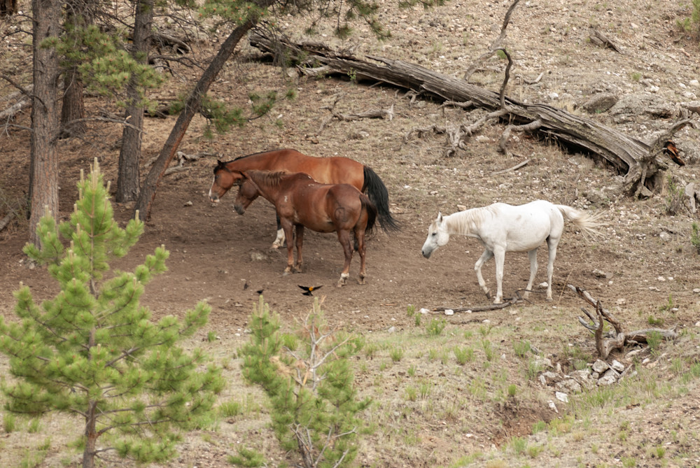 Colorado Horses Photography Art | Terry Blackburn Fine Art