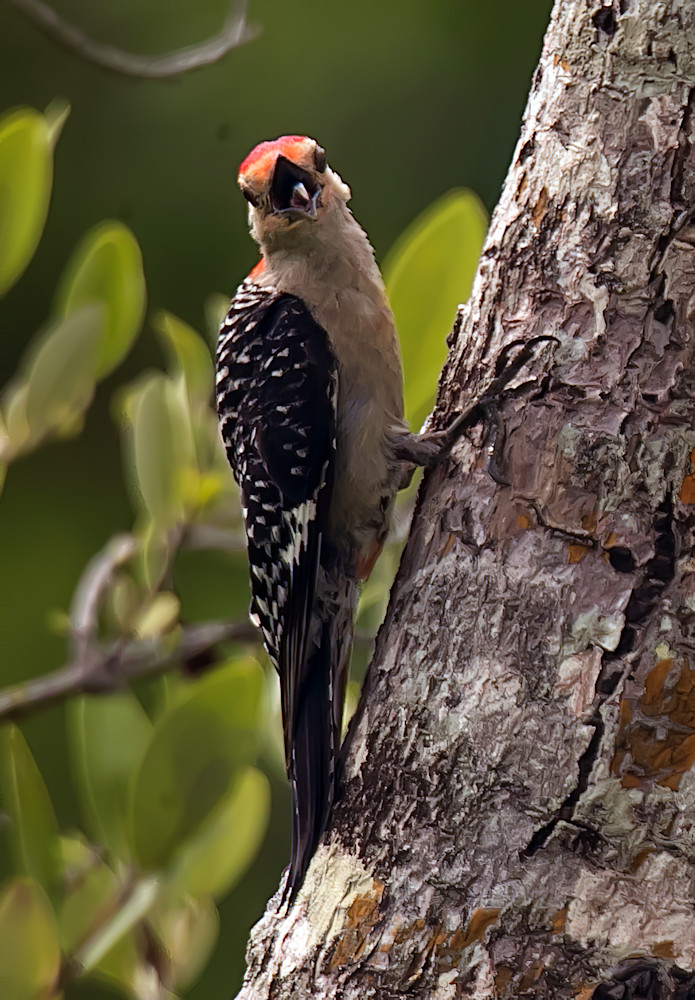 Woodpecker Tongue  Photography Art | Aqua Clara Photography