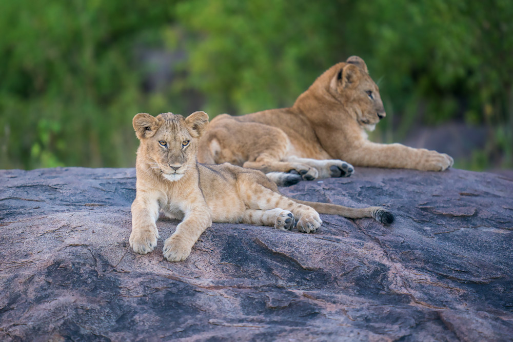 Lion Cubs Photography Art | Harry Lerner Photography