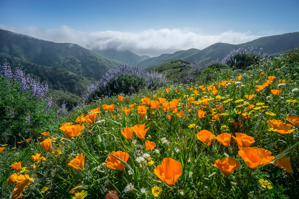 Poppies On The Rocky Ridge Trail Photography Art | Brad Wright Photography