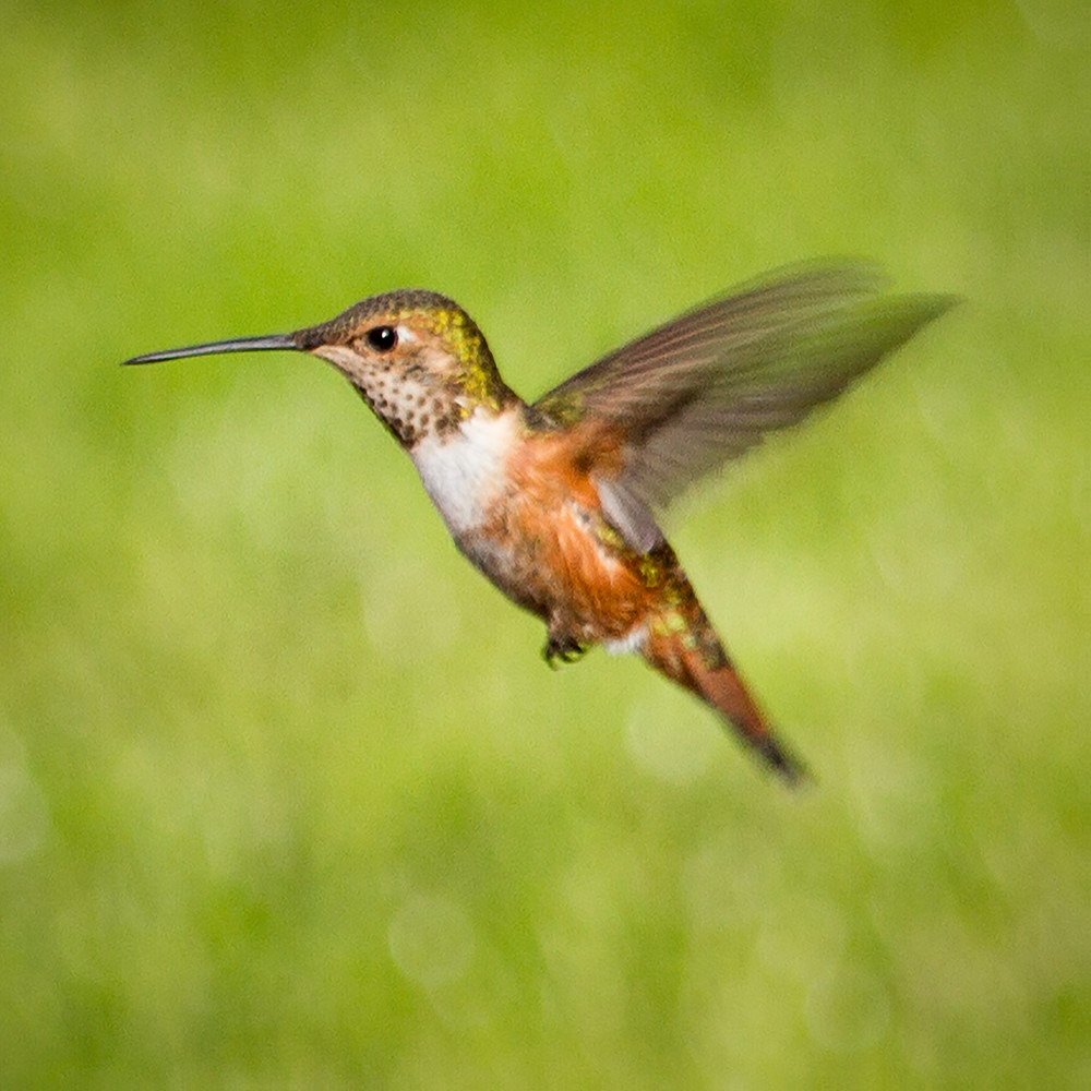 Hummingbird Square Photography Art | Bird In Paradise