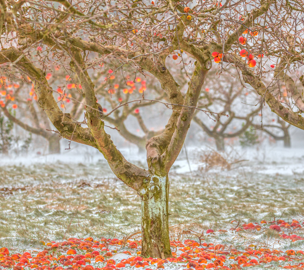 Apple Orchard In The Snow Art | lisaabbott.art