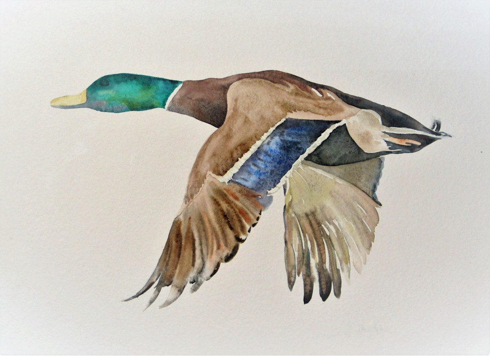 Watercolor Duck in flight