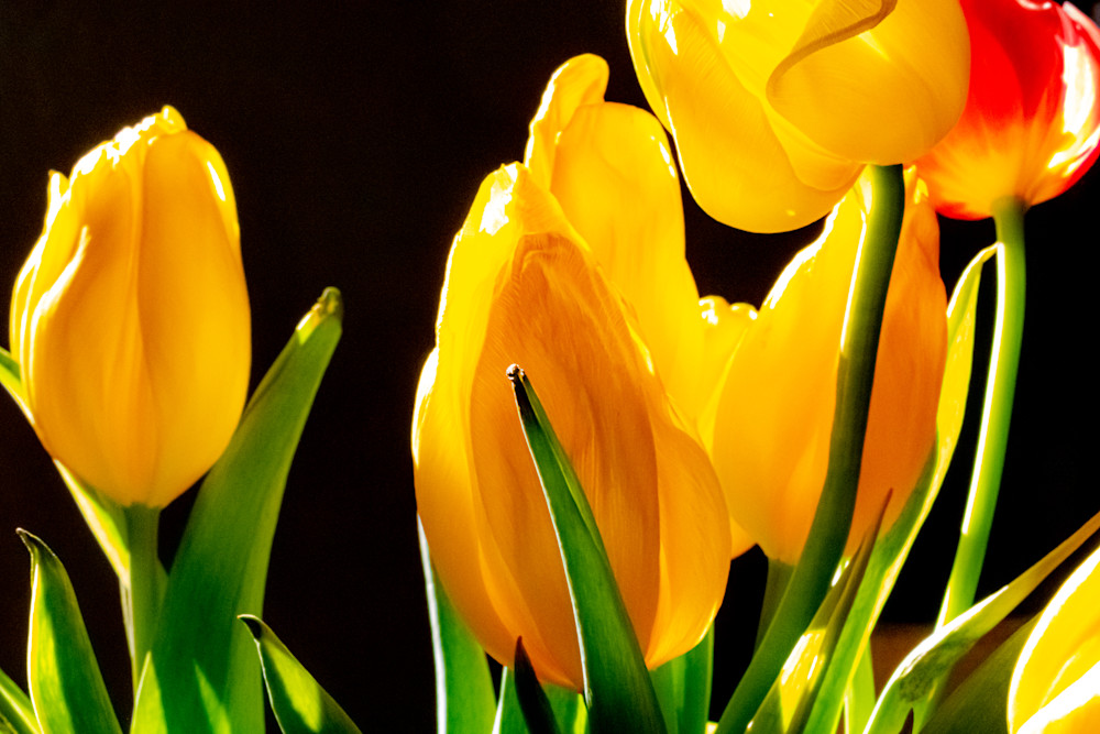 Tulips #1 Photography Art | JQuevedo Photography
