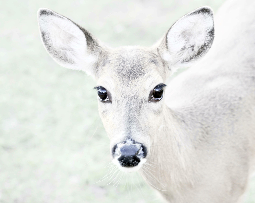 Deer Florida Art | Frasier Photography