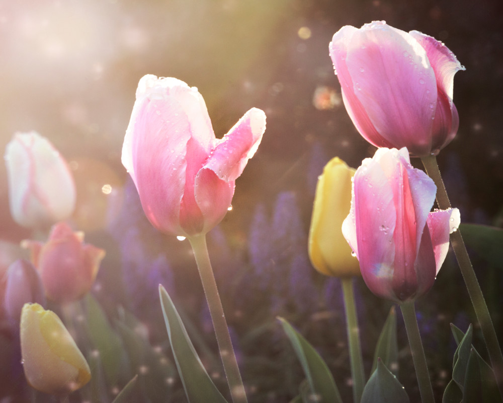 Fairy Garden Tulips