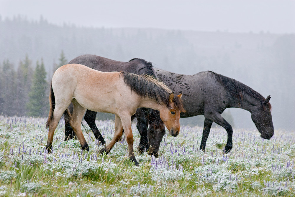 Wild Horses in July in the high country. 