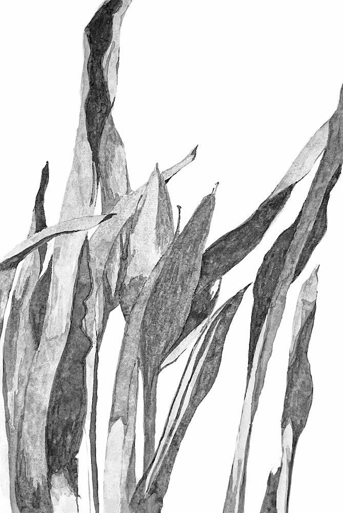 Snake Plant   Black And White (Watercolor) Art | Valerie Larson Art & Design