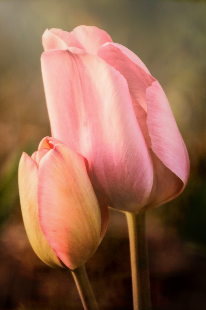Stately Tulips