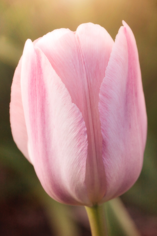 Solo Pink Tulip