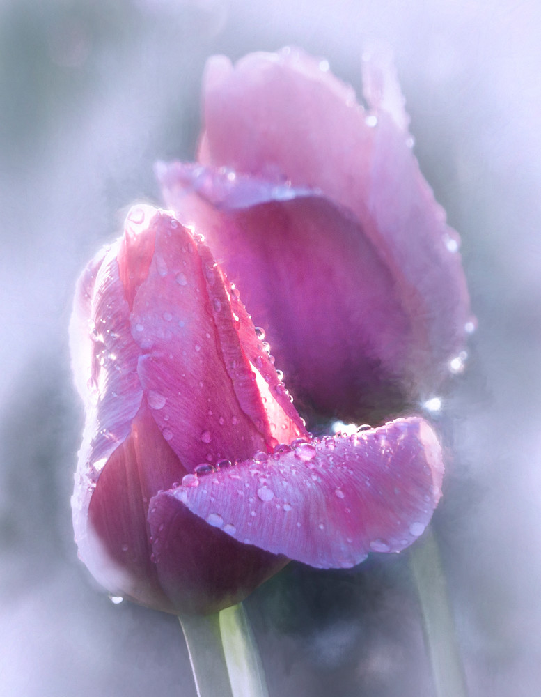 Misty Tulips Drenched with Rain