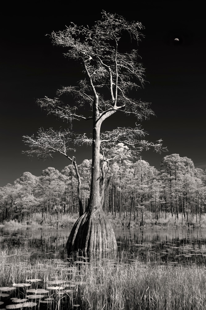 Stature   Bald Cypress Of The Apalachicola National Forest, Trout Pond Infrared  Photography Art | Distant Light Studio