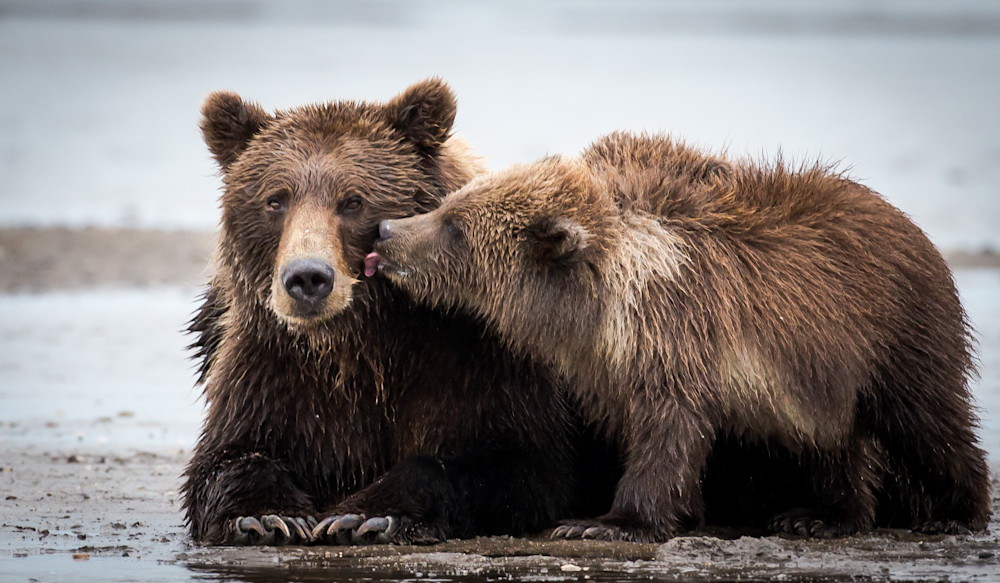 Brown Bear and Cubs Alaska