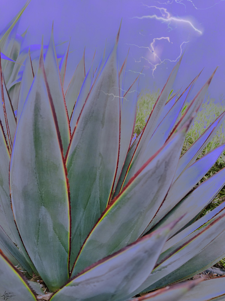 Lightening Cactus Photography Art | Louise Vidaurri Photo Art
