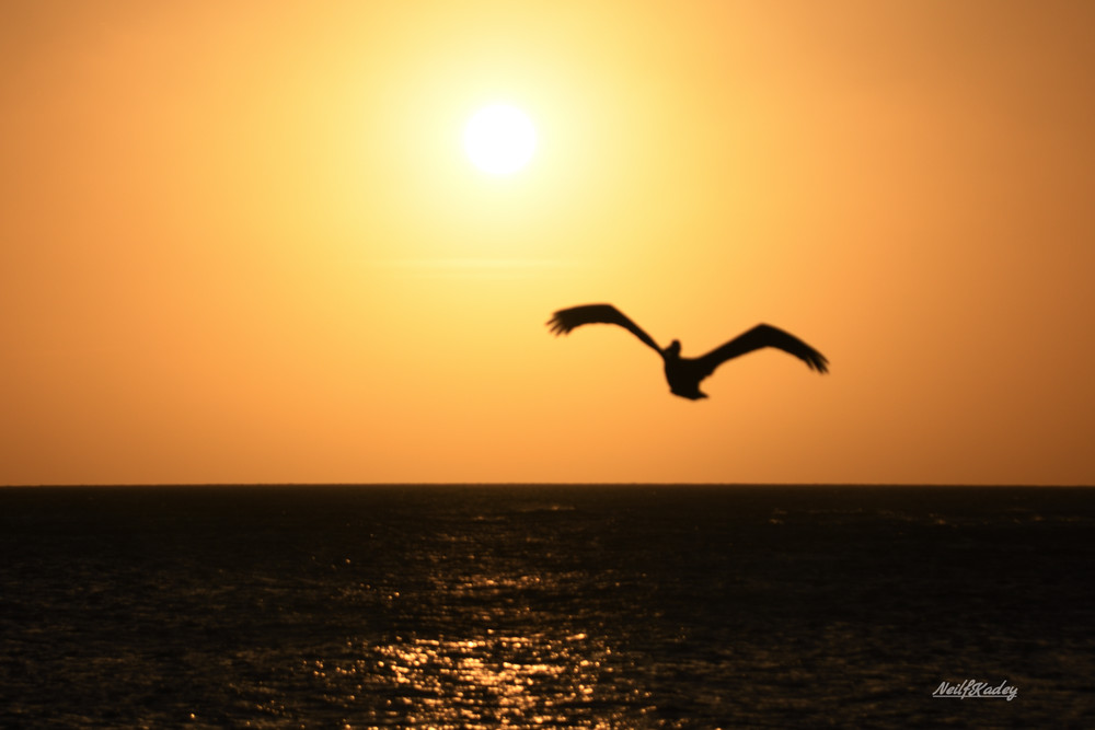 Pelican In Aruba Photography Art | neilfkadey
