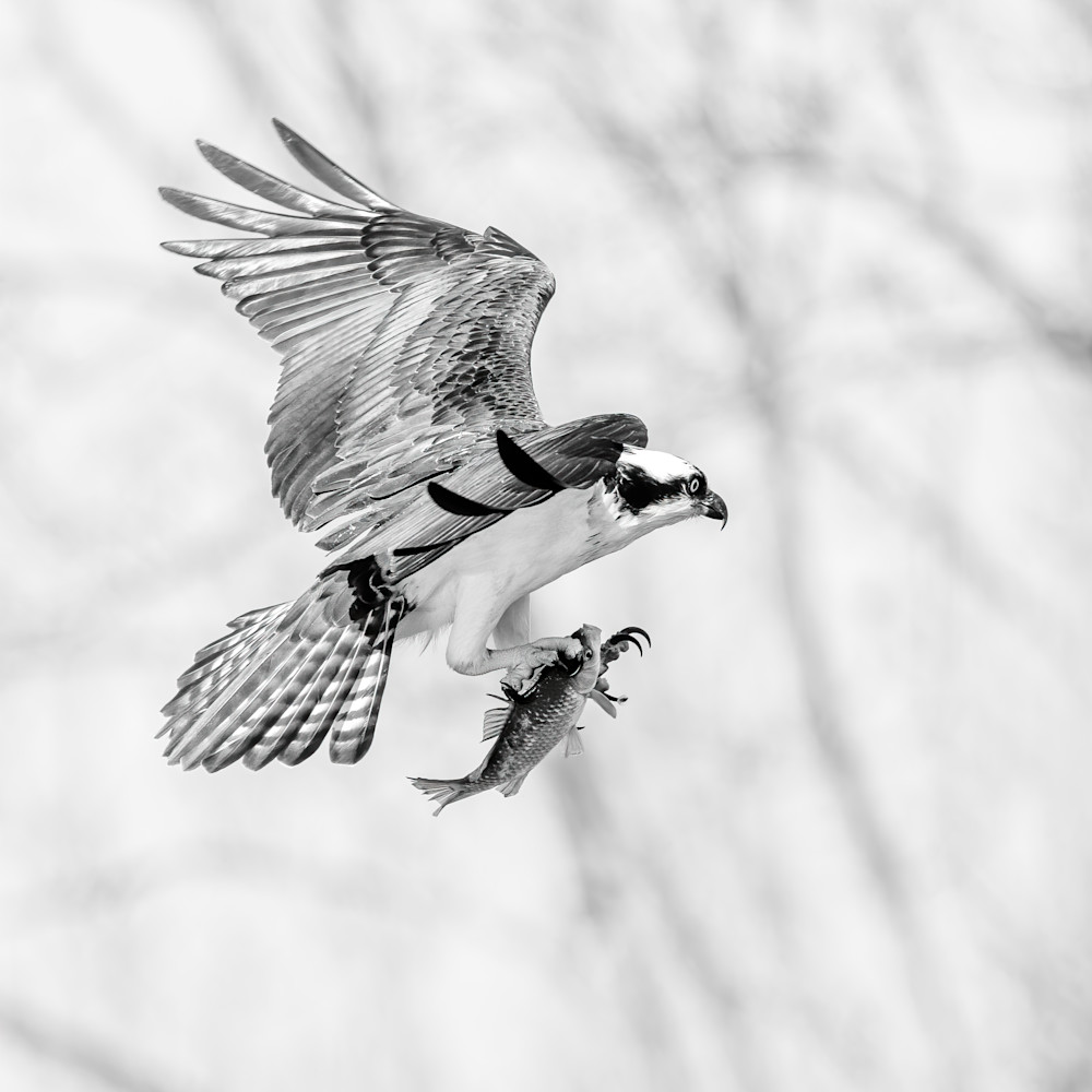 Osprey Landing with Fish - in Black and White