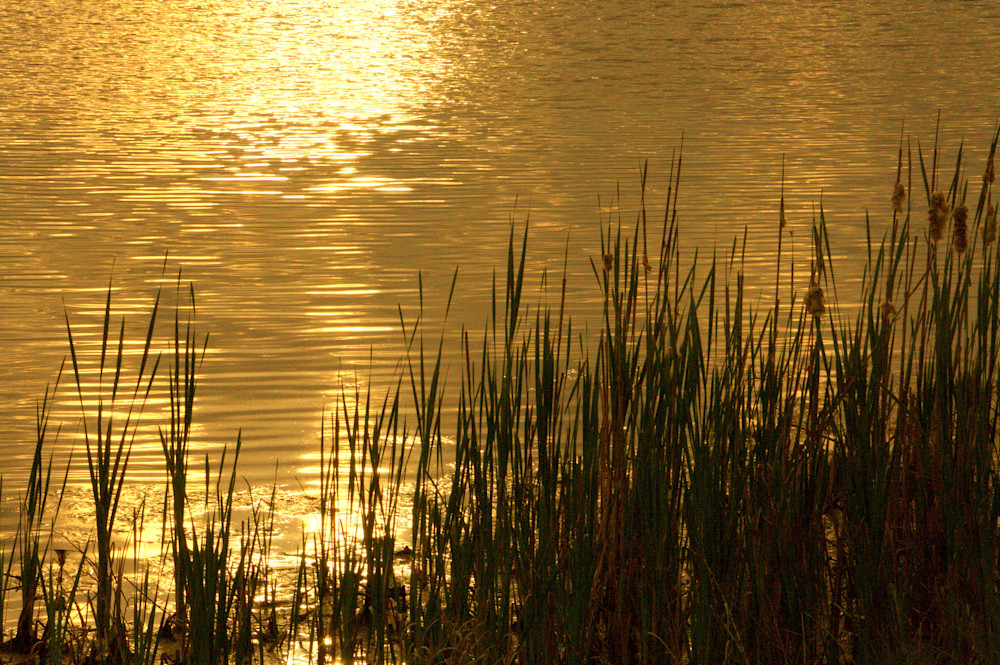 Golden Sunrise Photography Art | Lauramarlandphoto.com