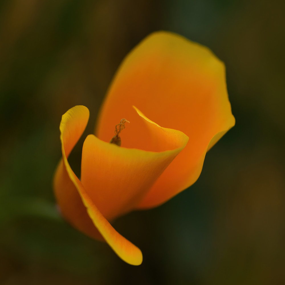 Golden Poppy Awakening # 1 Art | Fab Art Gallery