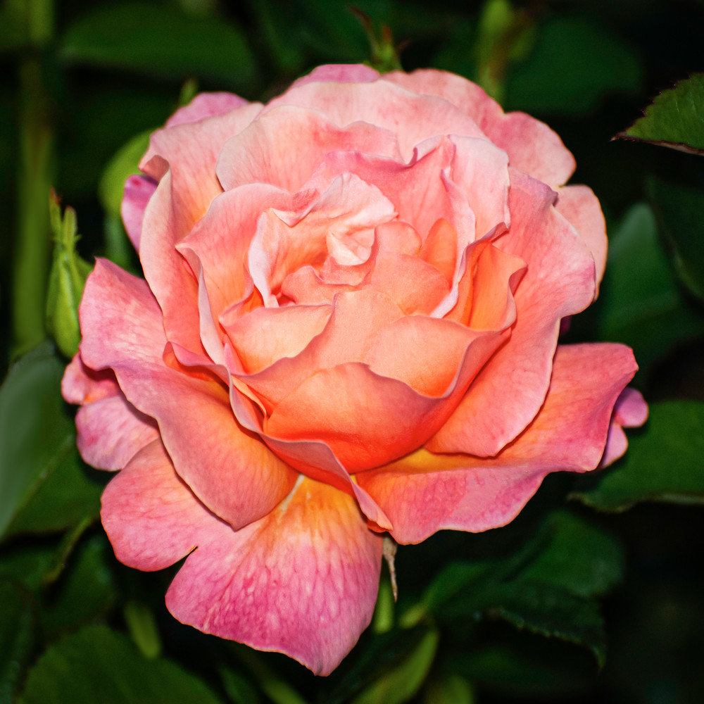 Peach Rose Victoria