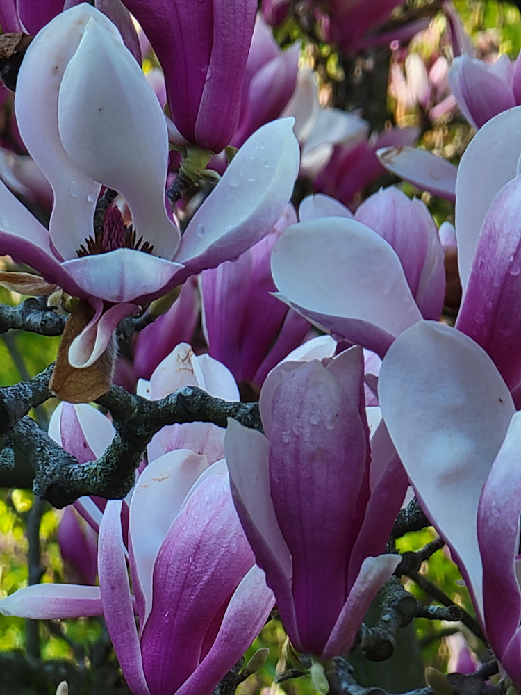 Magnolia Blossoms In Central Park3 Art | Jude Barton Fine Art
