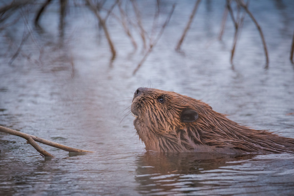 Beaver, Busy Photography Art | Monteux Gallery