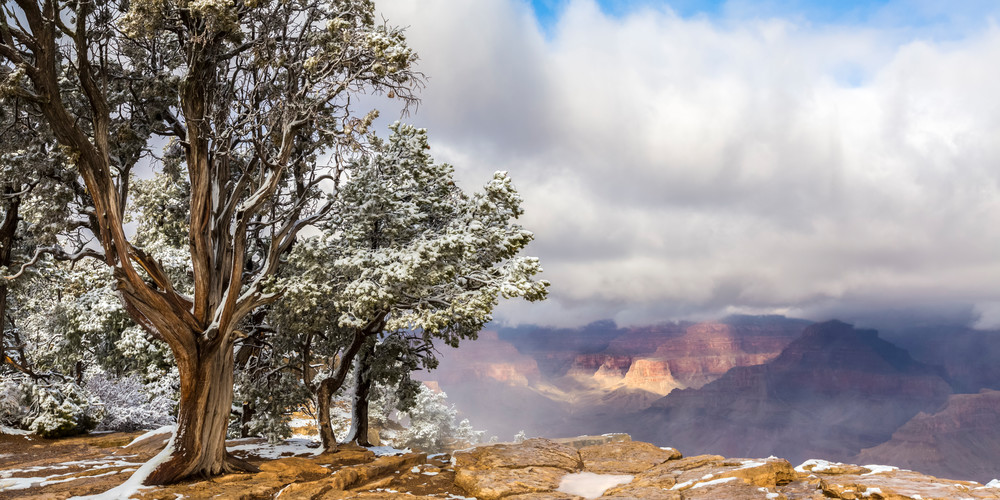 Snowy Juniper Grand Canyon Photography Art | Thomas Watkins Fine Art