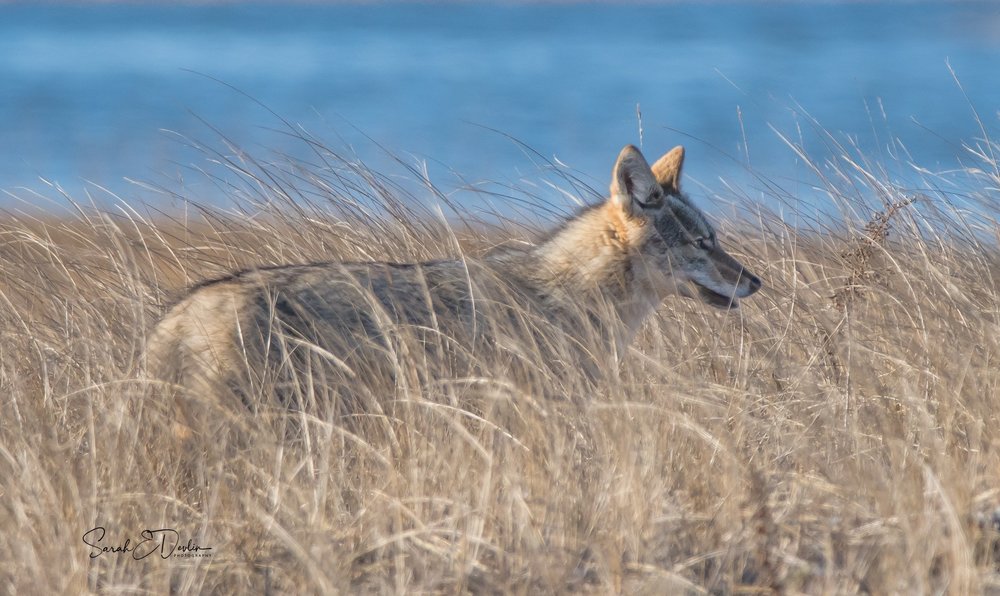 Coyote In The Dunes Art | Sarah E. Devlin Photography Coyote In The Dunes Art | Sarah E. Devlin Photography