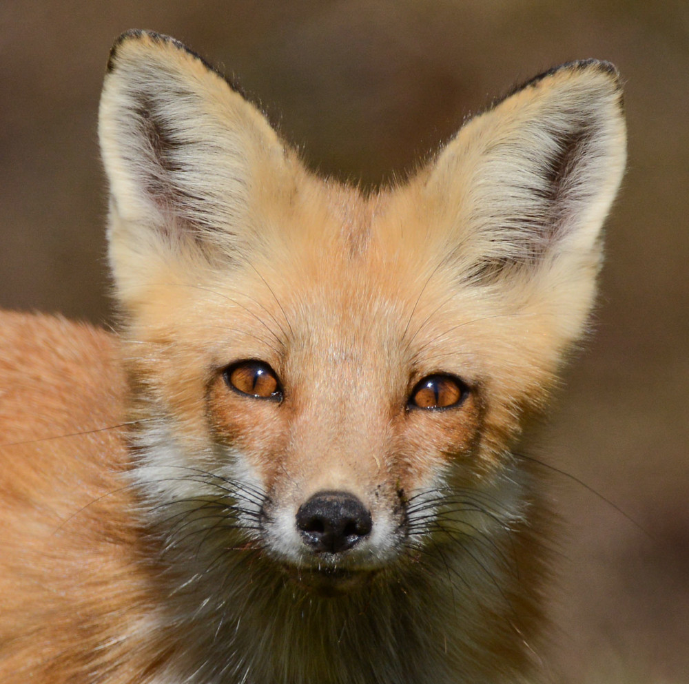 Fox Portrait Art | Sarah E. Devlin Photography