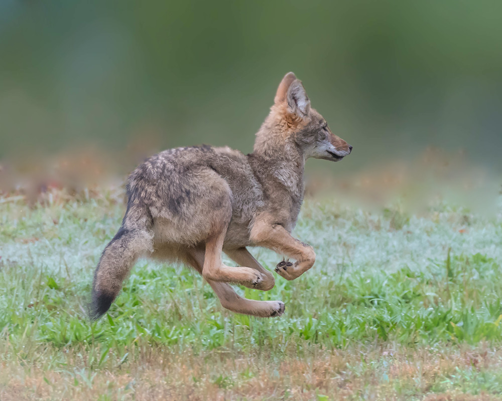Young Coyote  Art | Sarah E. Devlin Photography
