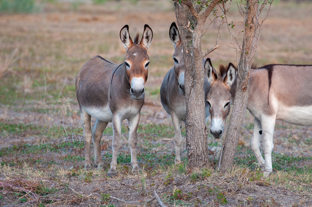 Texas Donkeys 5821 Photography Art | Terry Blackburn Fine Art