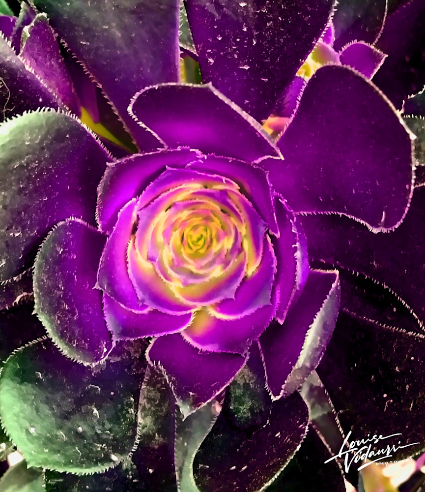 Fuschia Flower Photography Art | Louise Vidaurri Photo Art