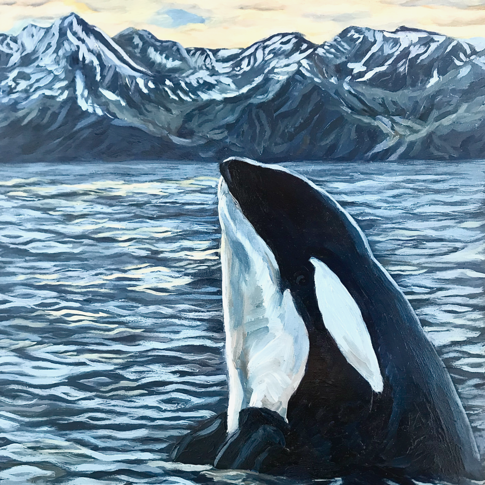 Orca Whale Alaska Ocean Mountain Art Print by Amanda Faith