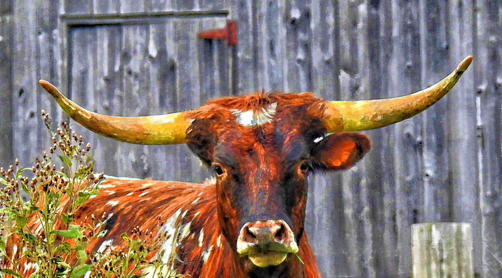 Long Horn, Head On Art | terrynewell
