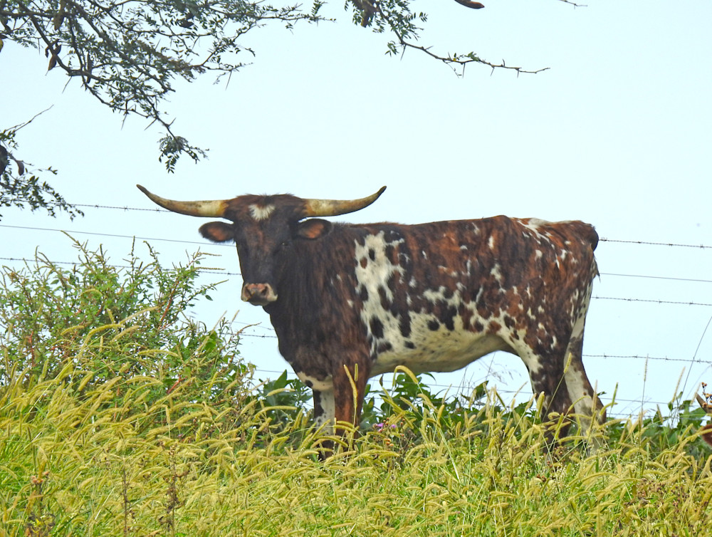 Longhorn On The Hill Art | terrynewell