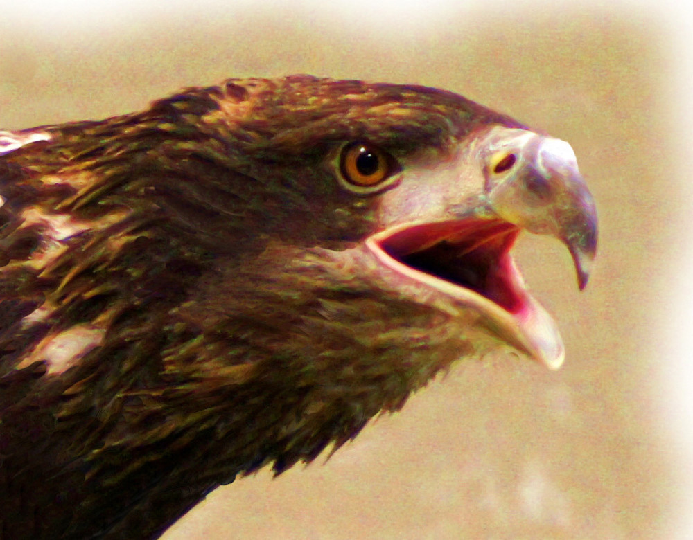 Young Eagle Art | terrynewell