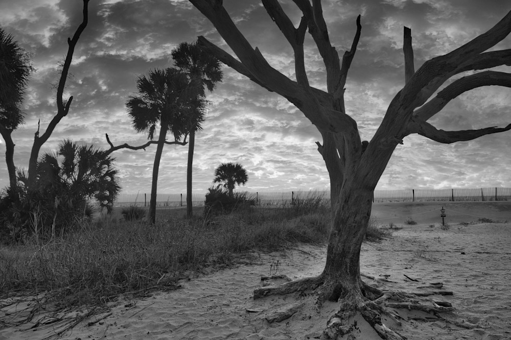 Famous Tree Photography Art | Willard R Smith Photography