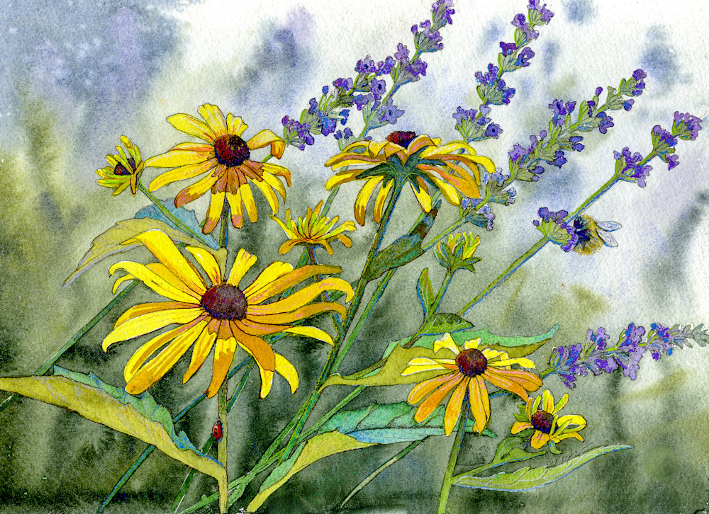 Black Eyed Susans With Lavender Oe Art | FiddleSong Studio