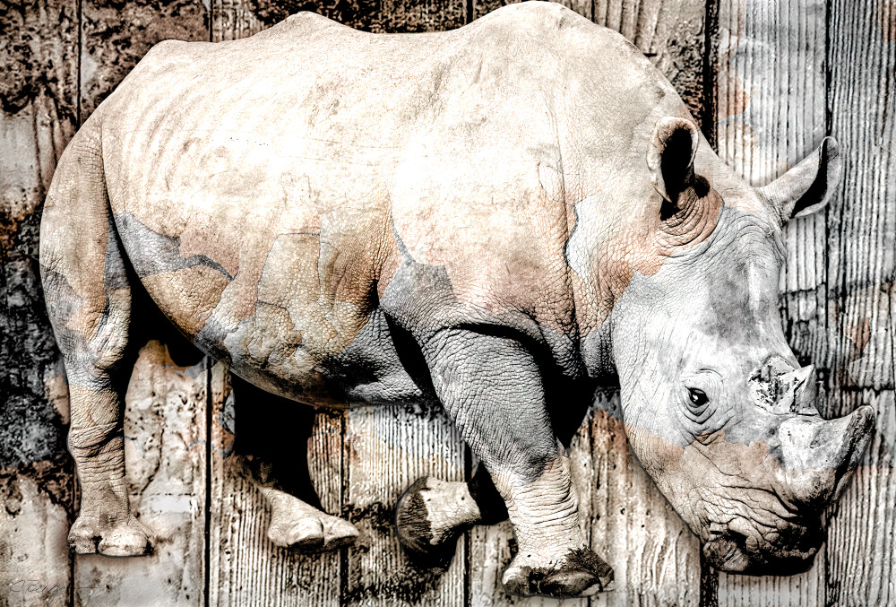 Rhino Montage (Kalahari), Montage, 2021 by artist Carolyn A. Beegan
