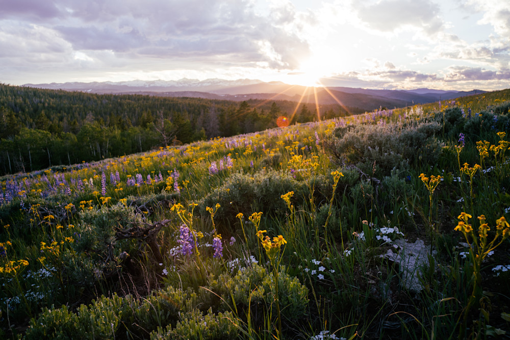 Where We Belong - The Wild Iris, Lander, Wyoming