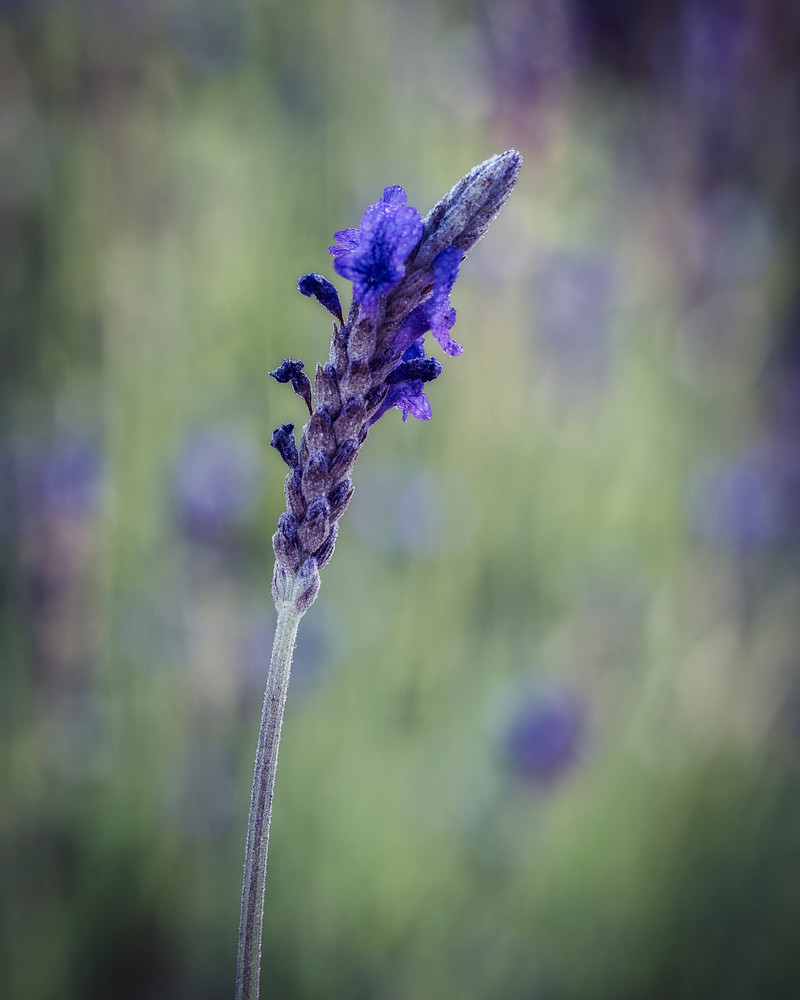 Lavender 1
