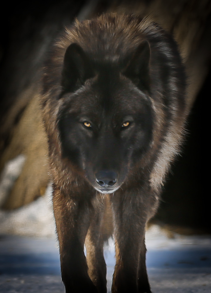 Black Wolf Photography Art | Ursula Hoppe Photography