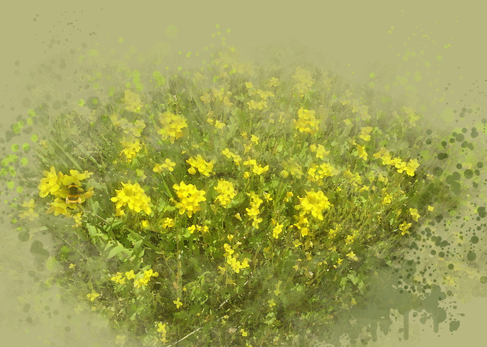 Wild Mustard Art | Art from the Soul