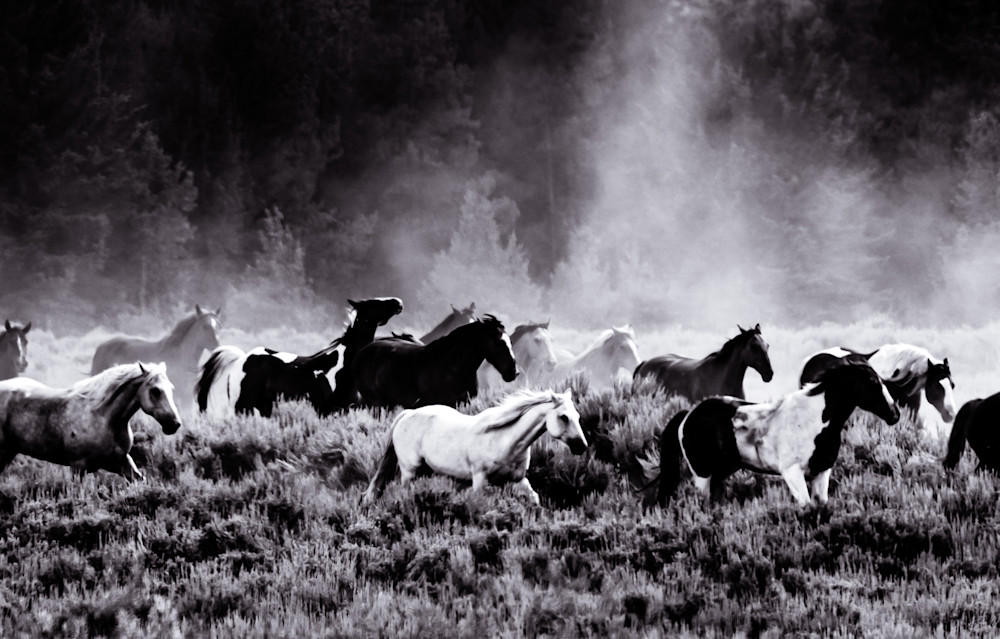 Equine Exodus - afternoon round up of horses in Wyoming photograph print