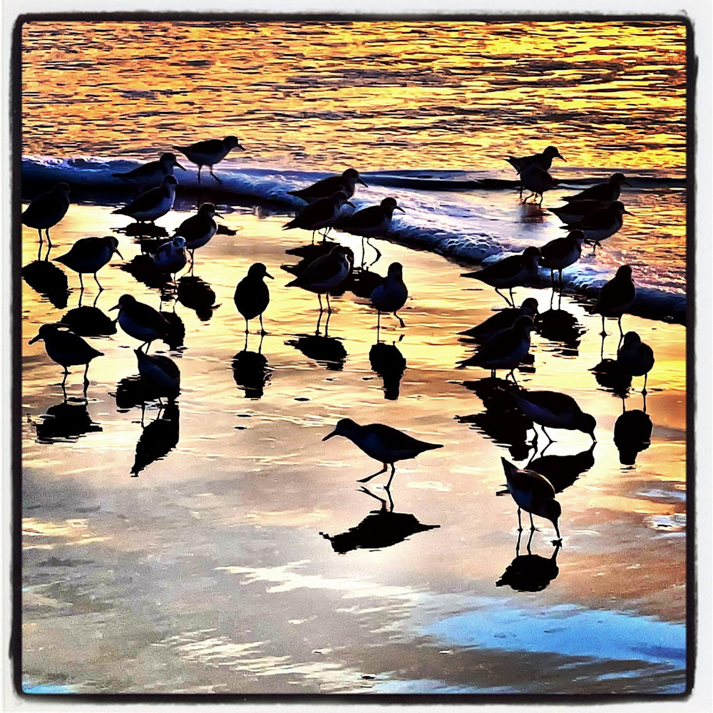 A Plethora Of Plovers Photography Art | Mick Guzman Photography