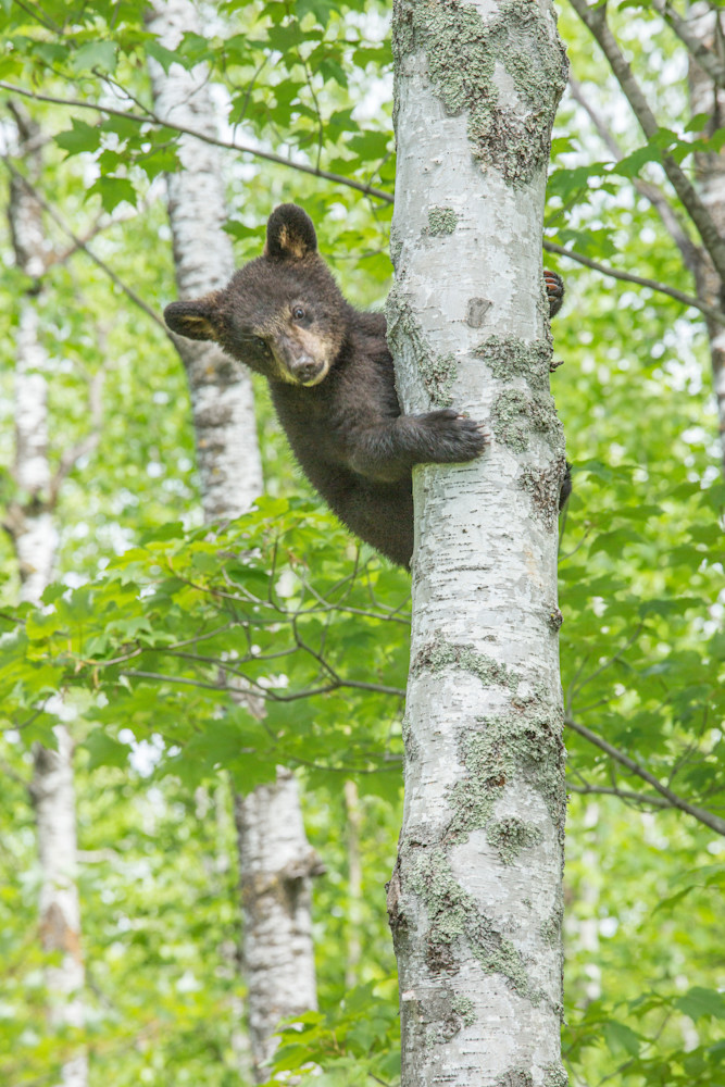 Baby bear cub exploring in a tree | Nicki Geigert