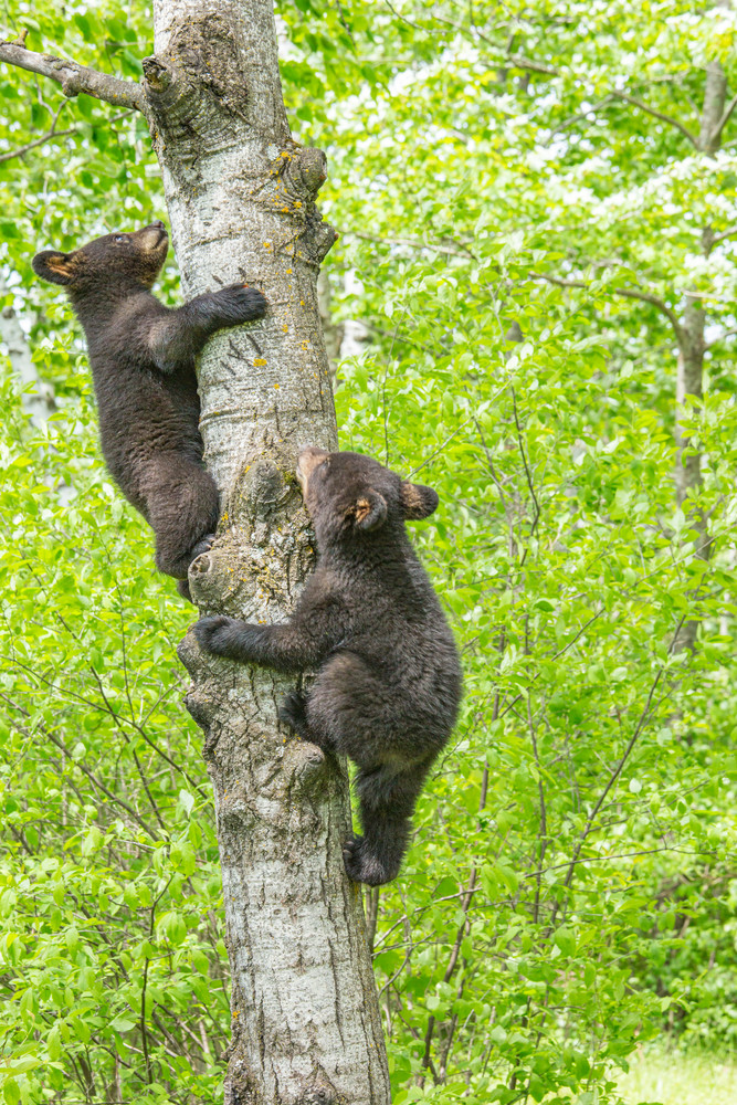 Two adorable baby bear cubs climbing a tree | Nicki Geigert