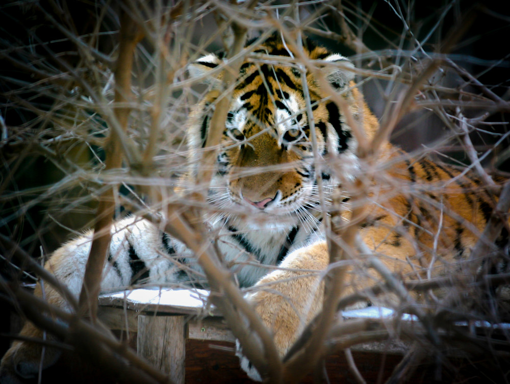 Tiger Photography Art | Ursula Hoppe Photography