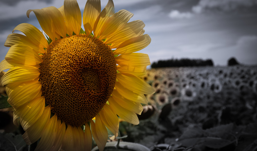 Sunflower Photography Art | Ursula Hoppe Photography