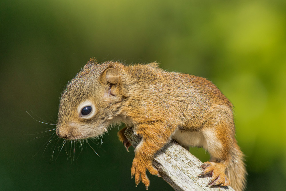 Baby Squirrel climbing a tree brach | Nicki Geigert Photography